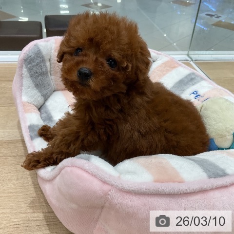 トイ・プードルの写真