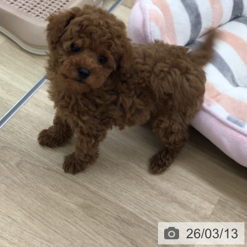 福岡県のトイプードル(トイ) (ペットプラス 春日店/2026年1月6日生まれ/男の子/レッド)の子犬の4枚目の画像