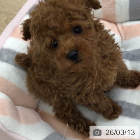 福岡県のトイプードル(トイ) (ペットプラス 春日店/2026年1月6日生まれ/男の子/レッド)の子犬の3枚目の画像