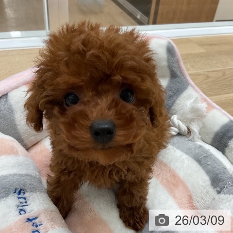 トイ・プードルの写真