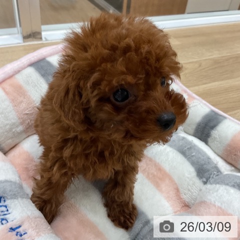 トイ・プードルの写真