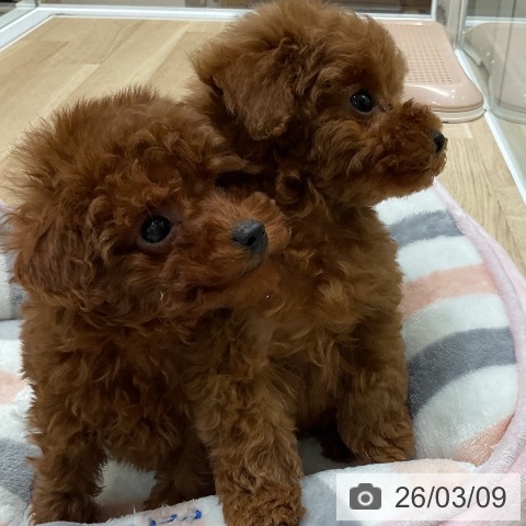 トイ・プードルの写真