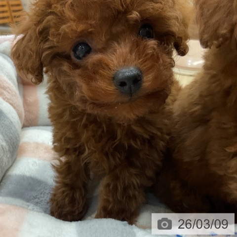 トイ・プードルの写真