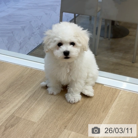 福岡県のビションフリーゼ (ペットプラス 春日店/2025年12月25日生まれ/男の子/ホワイト)の子犬の4枚目の画像