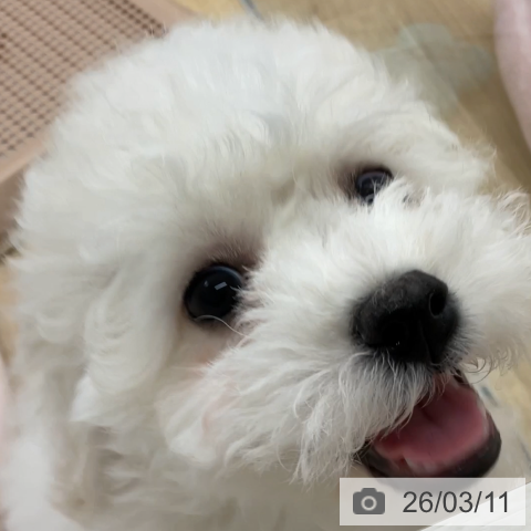 福岡県のビションフリーゼ (ペットプラス 春日店/2025年12月25日生まれ/男の子/ホワイト)の子犬の3枚目の画像