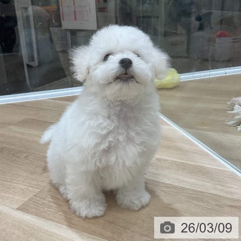 ビション・フリーゼの写真