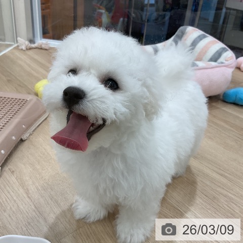 ビション・フリーゼの写真