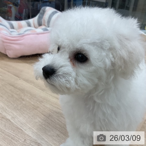 ビション・フリーゼの写真