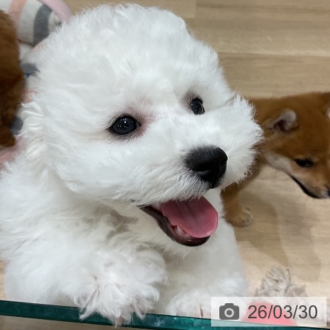 福岡県のビションフリーゼ (ペットプラス 香椎浜店/2025年12月25日生まれ/男の子/ホワイト)の子犬の4枚目の画像