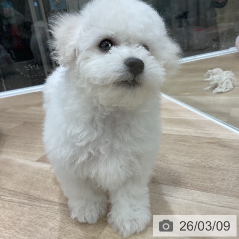 ビション・フリーゼの写真