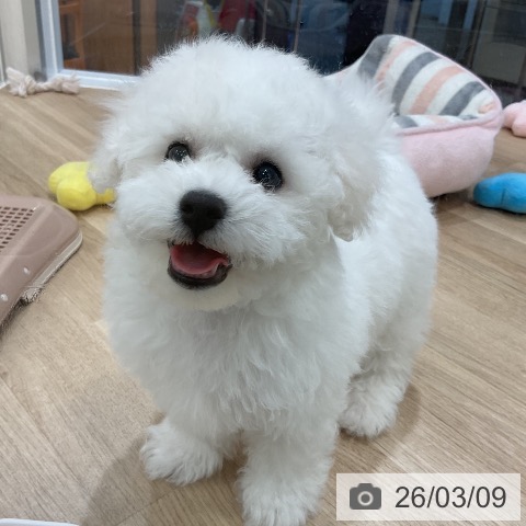 ビション・フリーゼの写真