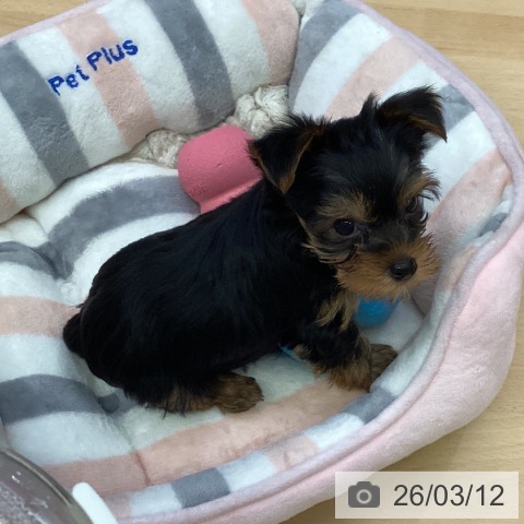 ヨークシャー・テリアの写真