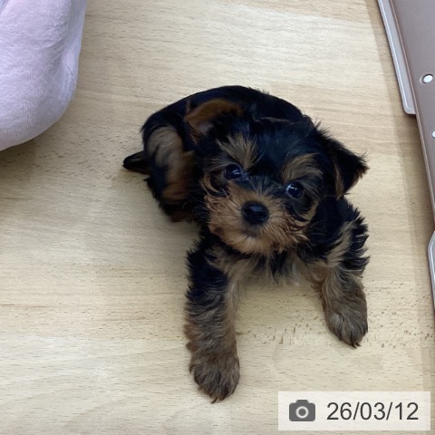 ヨークシャー・テリアの写真