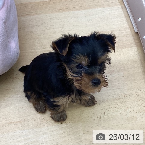 ヨークシャー・テリアの写真