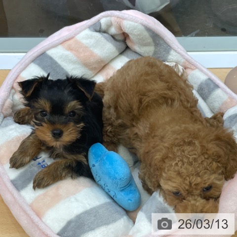 福岡県のヨークシャーテリア (ペットプラス MARK IS 福岡ももち店/2026年1月7日生まれ/男の子/スチールブルータン)の子犬の4枚目の画像