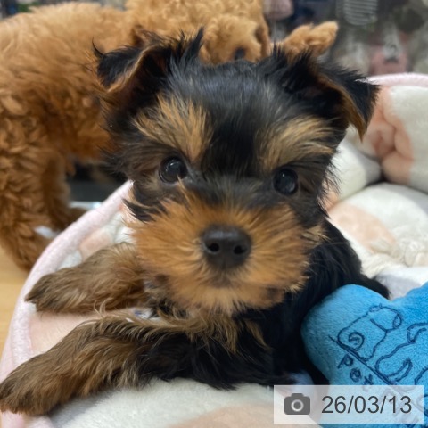 福岡県のヨークシャーテリア (ペットプラス MARK IS 福岡ももち店/2026年1月7日生まれ/男の子/スチールブルータン)の子犬の3枚目の画像