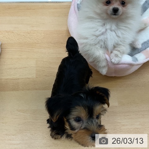 ヨークシャー・テリアの写真