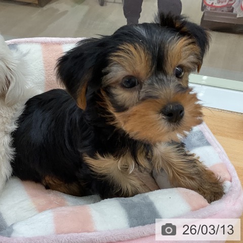 ヨークシャー・テリアの写真