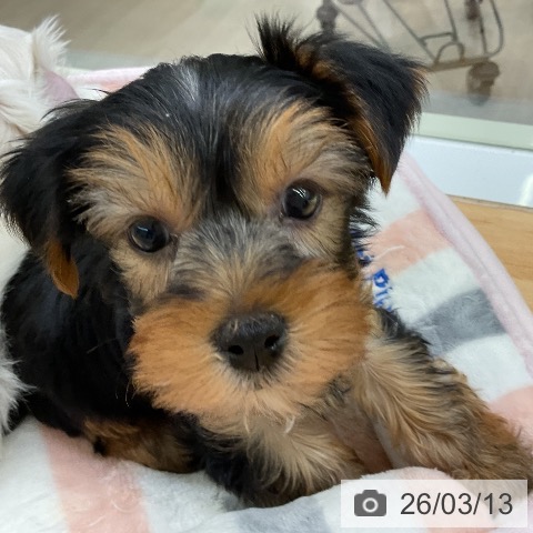 ヨークシャー・テリアの写真