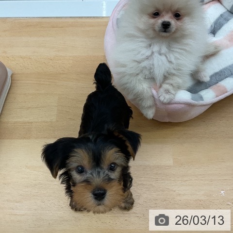 ヨークシャー・テリアの写真