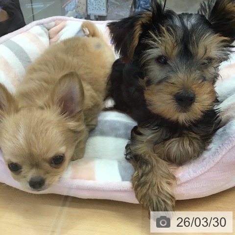 福岡県のヨークシャーテリア (ペットプラス 福岡店/2026年1月7日生まれ/女の子/スチールブルータン)の子犬の4枚目の画像