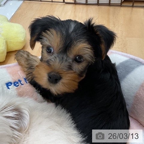 ヨークシャー・テリアの写真