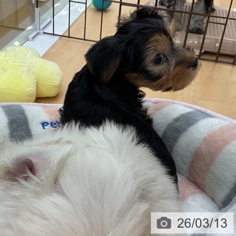 ヨークシャー・テリアの写真