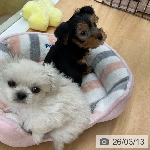 ヨークシャー・テリアの写真