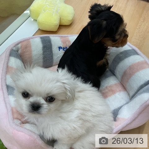 ヨークシャー・テリアの写真