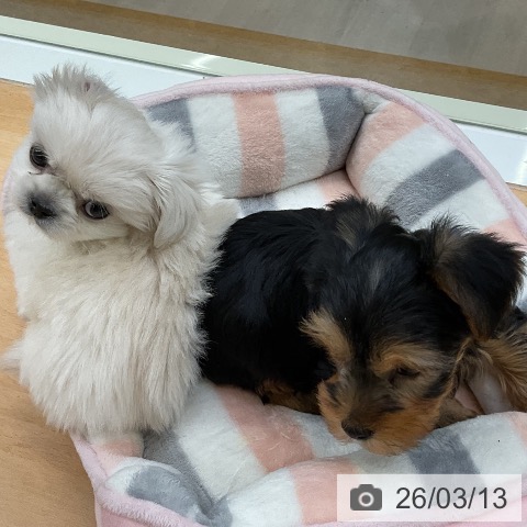 ヨークシャー・テリアの写真