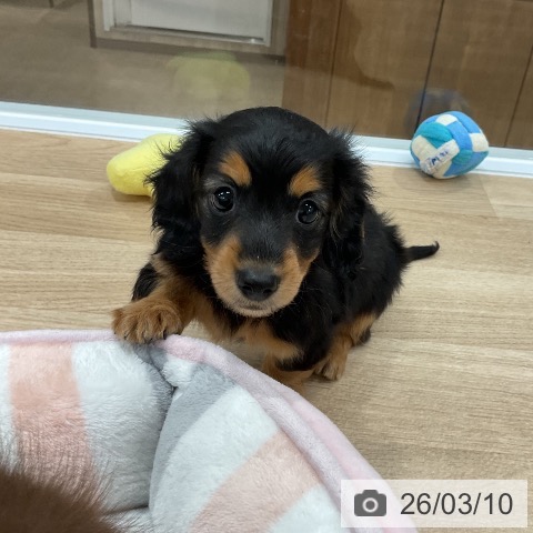 福岡県のミニチュアダックスフンド(ロング) (ペットプラス 八幡東店/2026年1月1日生まれ/女の子/ブラックタン)の子犬の4枚目の画像