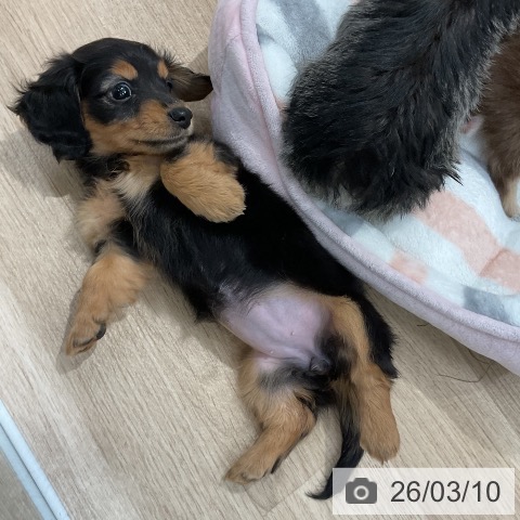福岡県のミニチュアダックスフンド(ロング) (ペットプラス 八幡東店/2026年1月1日生まれ/女の子/ブラックタン)の子犬の3枚目の画像