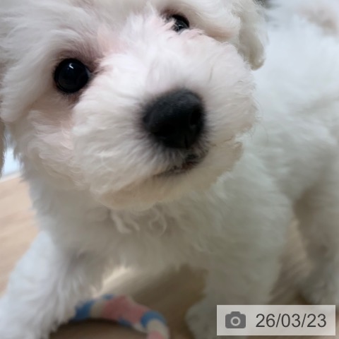 長崎県のビションフリーゼ (ペットプラス 長崎店/2026年1月7日生まれ/男の子/ホワイト)の子犬の4枚目の画像