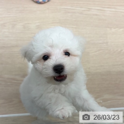 長崎県のビションフリーゼ (ペットプラス 長崎店/2026年1月7日生まれ/男の子/ホワイト)の子犬の3枚目の画像