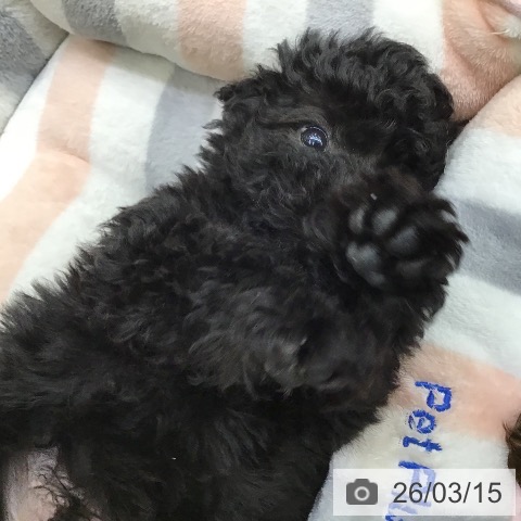 沖縄県のトイプードル(トイ) (ペットプラス 沖縄ライカム店/2026年1月6日生まれ/男の子/ブラック)の子犬の4枚目の画像