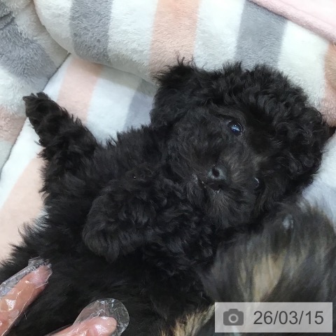沖縄県のトイプードル(トイ) (ペットプラス 沖縄ライカム店/2026年1月6日生まれ/男の子/ブラック)の子犬の3枚目の画像
