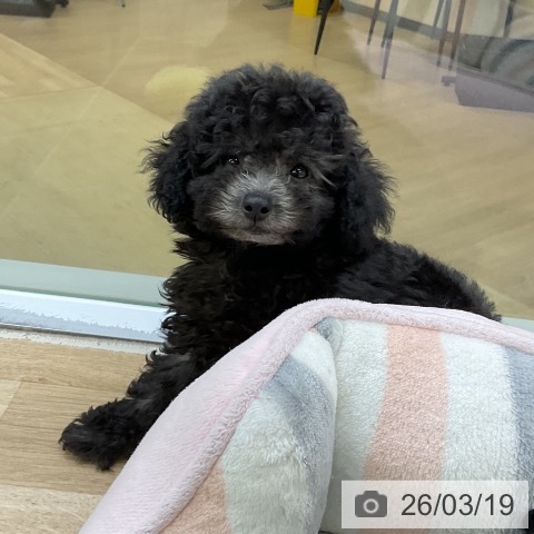 愛知県のトイプードル(トイ) (ペットプラス mozoワンダーシティ店/2026年1月6日生まれ/女の子/シルバー)の子犬の4枚目の画像