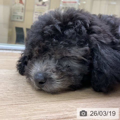 愛知県のトイプードル(トイ) (ペットプラス mozoワンダーシティ店/2026年1月6日生まれ/女の子/シルバー)の子犬の3枚目の画像