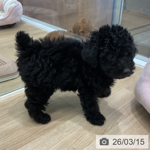 愛知県のトイプードル(トイ) (ペットプラス 熱田店/2026年1月8日生まれ/男の子/ブラック)の子犬の3枚目の画像