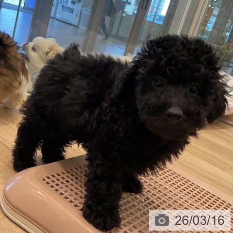 愛知県のトイプードル(トイ) (ペットプラス 熱田店/2026年1月8日生まれ/男の子/ブラック)の子犬の4枚目の画像