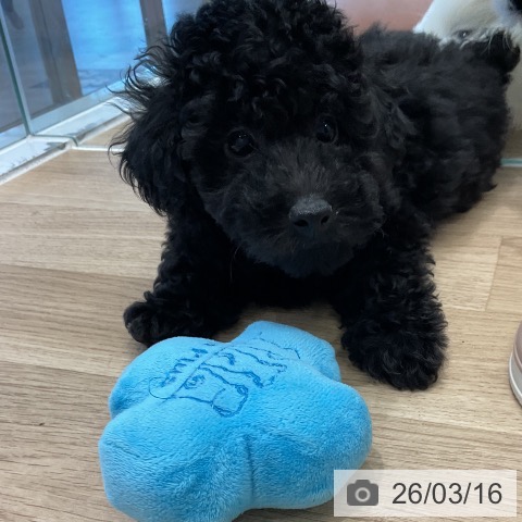 愛知県のトイプードル(トイ) (ペットプラス 熱田店/2026年1月8日生まれ/男の子/ブラック)の子犬の3枚目の画像