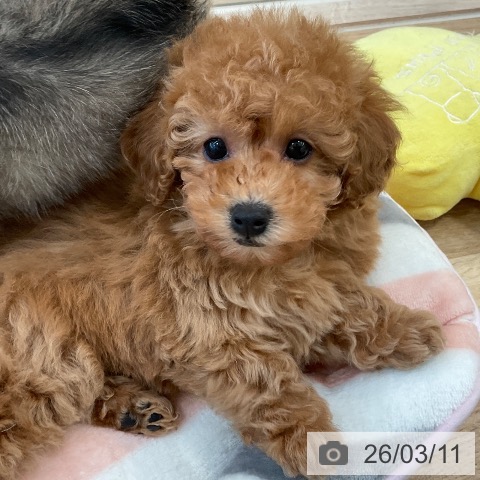 福岡県のトイプードル(トイ) (ペットプラス ららぽーと福岡店/2026年1月8日生まれ/女の子/アプリコット)の子犬の4枚目の画像