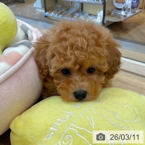 福岡県のトイプードル(トイ) (ペットプラス ららぽーと福岡店/2026年1月8日生まれ/女の子/アプリコット)の子犬の3枚目の画像