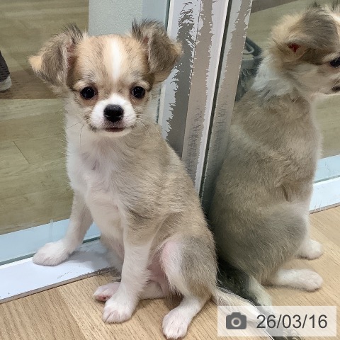 福岡県のチワワ(ロング) (ペットプラス 小倉南店/2026年1月7日生まれ/男の子/フォーンホワイト)の子犬の4枚目の画像