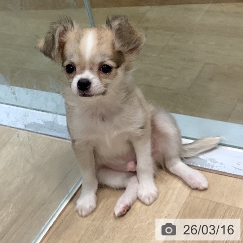 福岡県のチワワ(ロング) (ペットプラス 小倉南店/2026年1月7日生まれ/男の子/フォーンホワイト)の子犬の3枚目の画像