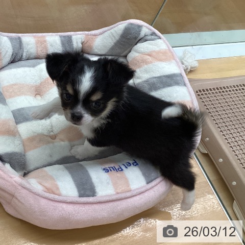 福岡県のチワワ(ロング) (ペットプラス 黒崎店/2026年1月7日生まれ/男の子/ブラックタンホワイト)の子犬の4枚目の画像