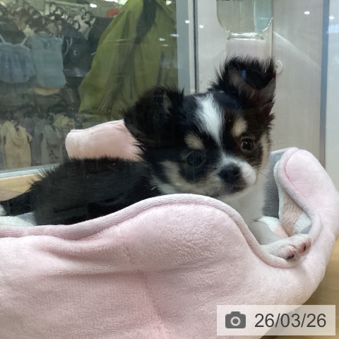 福岡県のチワワ(ロング) (ペットプラス 黒崎店/2026年1月7日生まれ/男の子/ブラックタンホワイト)の子犬の3枚目の画像