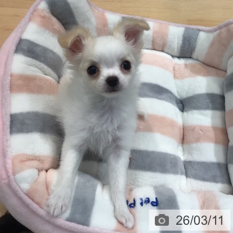 熊本県のチワワ(ロング) (ペットプラス 熊本店/2026年1月7日生まれ/女の子/クリームホワイト)の子犬の4枚目の画像