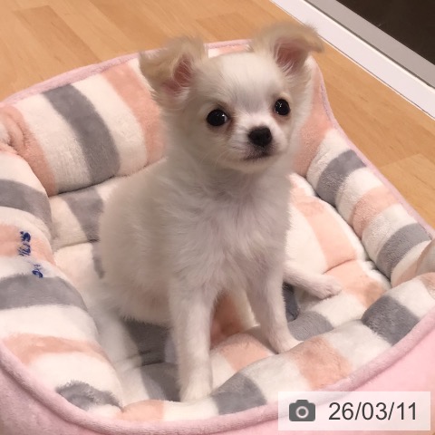 熊本県のチワワ(ロング) (ペットプラス 熊本店/2026年1月7日生まれ/女の子/クリームホワイト)の子犬の3枚目の画像