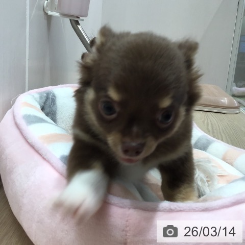 沖縄県のチワワ(ロング) (ペットプラス 沖縄ライカム店/2026年1月8日生まれ/男の子/チョコレートタンホワイト)の子犬の3枚目の画像